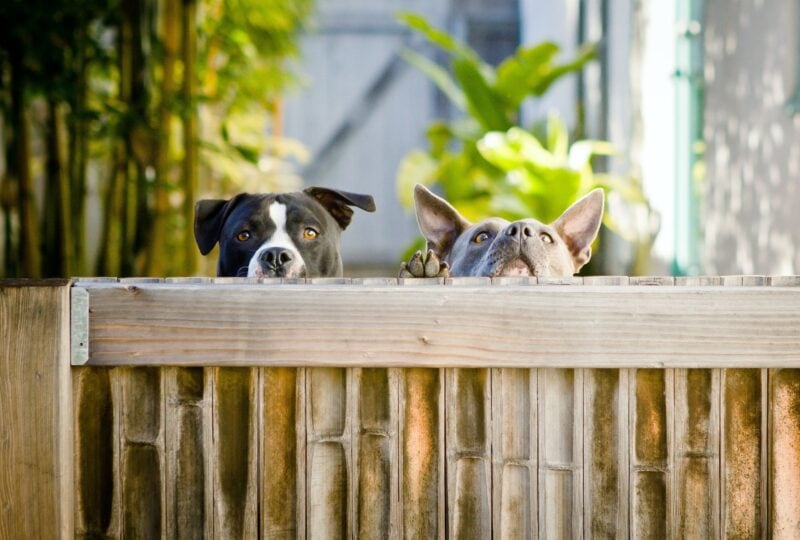 ways to keep dogs out of garden