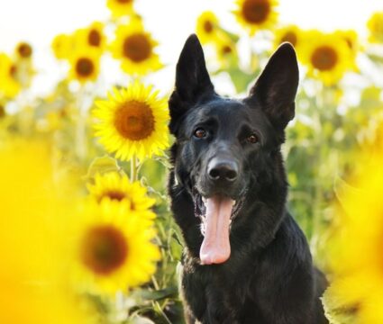 best dog friendly plants for your yard