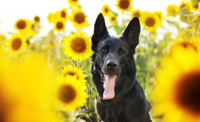 best dog friendly plants for your yard