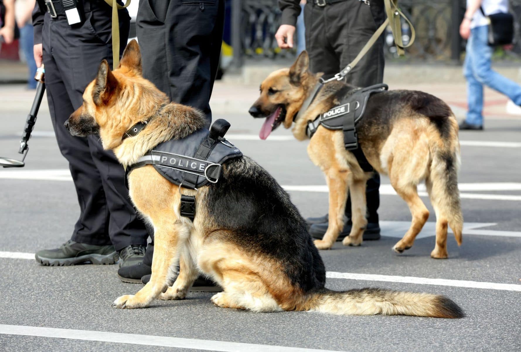600-police-dog-names-for-crime-fighting-canines