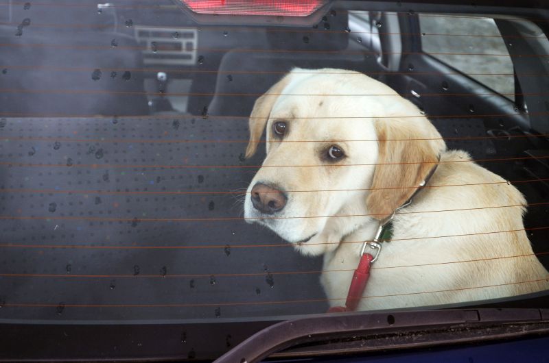 car anxiety in dogs