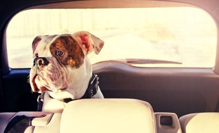 19 Tips for Curing Your Dog's Car Anxiety!