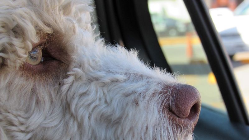 motion sickness in dogs