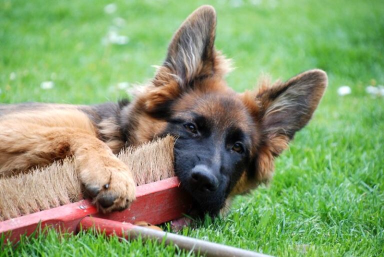 6 Best Brooms for Cleaning Up Dog Hair [2023 Reviews]
