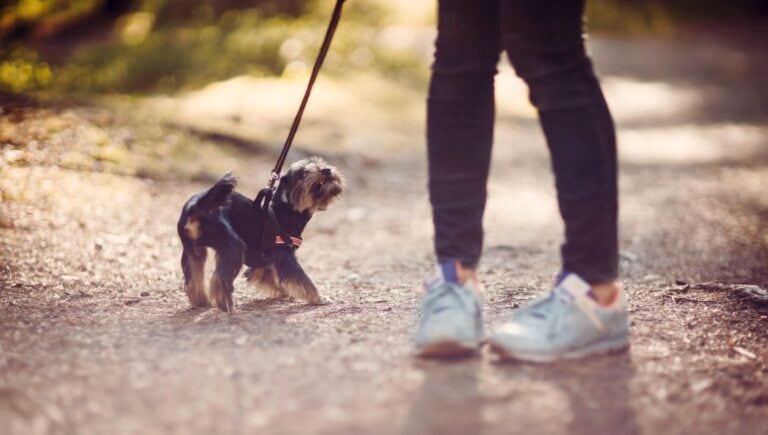 13 Hacks to Reduce Dog Anxiety on Walks!