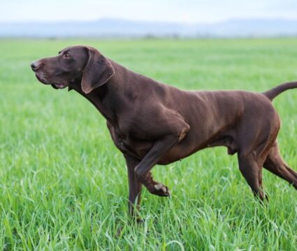 German Shorthaired Pointer Mixes