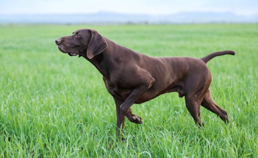 German Shorthaired Pointer Mixes