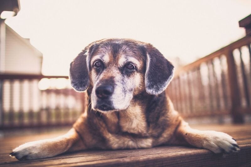 How to Care For Senior Dogs: 11 Tips for What To Expect 14 caring tips for old dogs