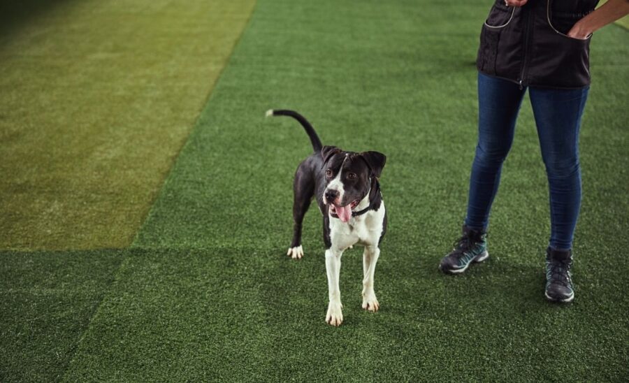 View of 5 Best Grasses for Dog Owners: Crafting a Canine-Friendly Lawn!