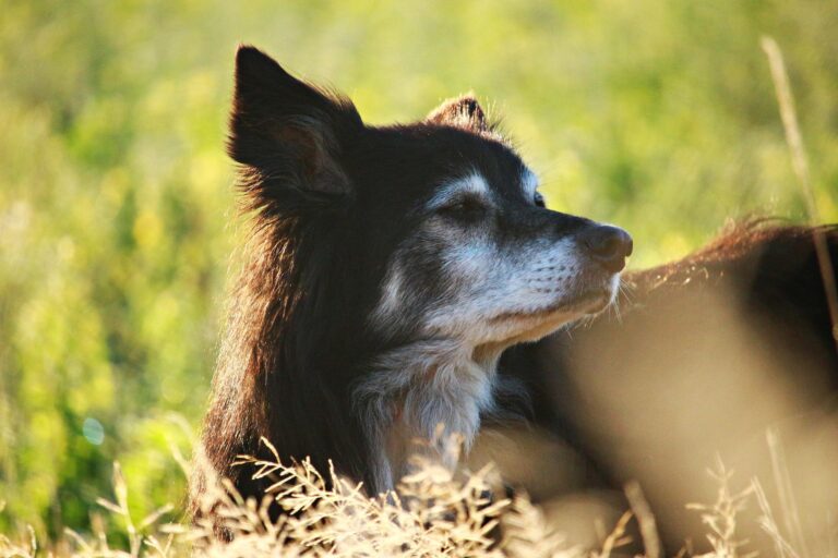 Dog Names That Mean Survivor Name Ideas For Underdogs