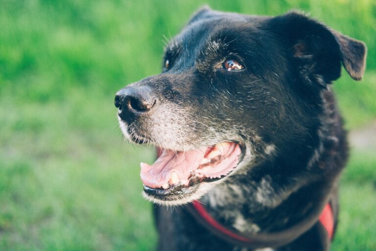 Dog Names That Mean Survivor Name Ideas For Underdogs