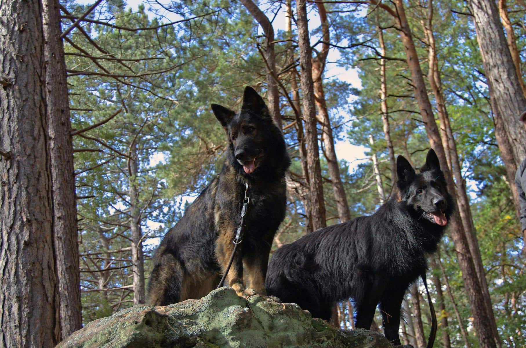 Dog Names That Mean Survivor Name Ideas For Underdogs