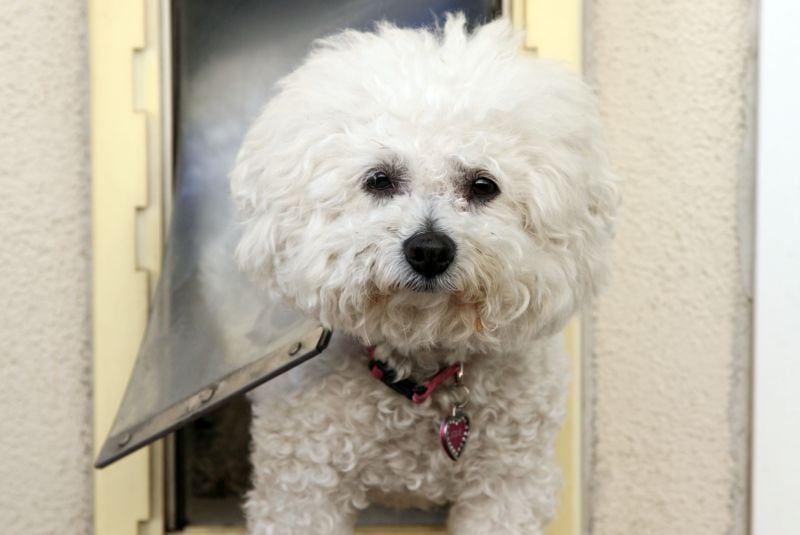 dog door considerations