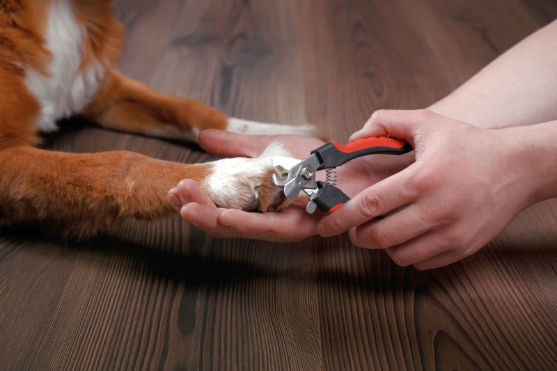 nail trimmers for dogs