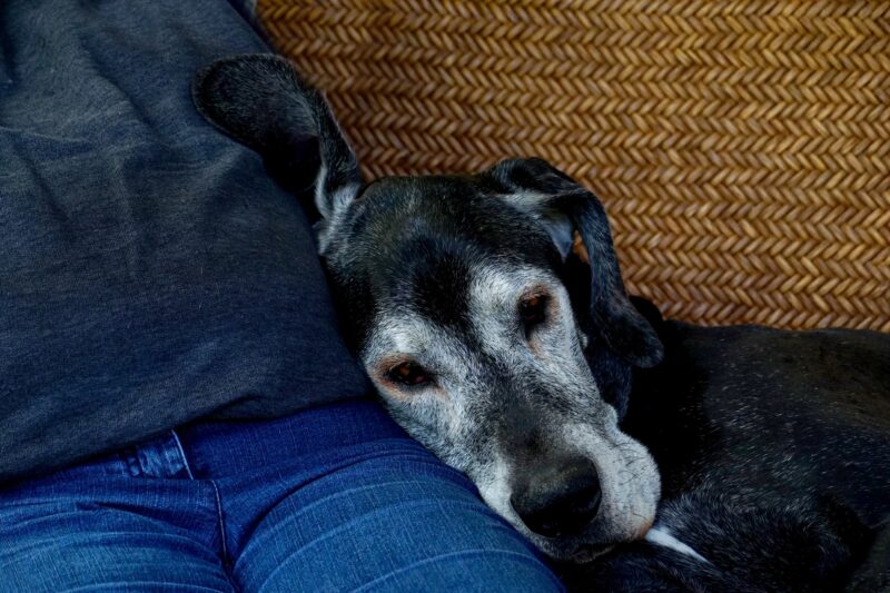 Caring for senior dogs