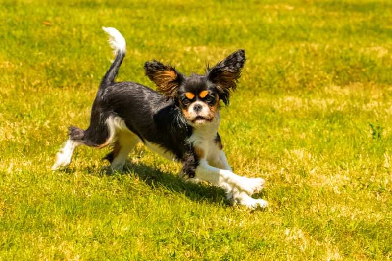 Natural joint supplement for dogs