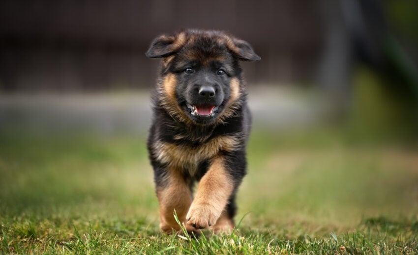 Best Joint Supplements for Puppies