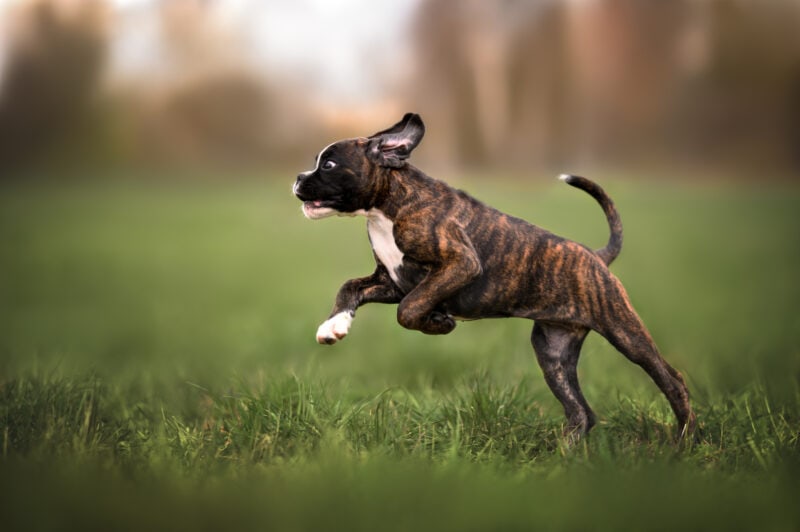 Joint supplements for dogs