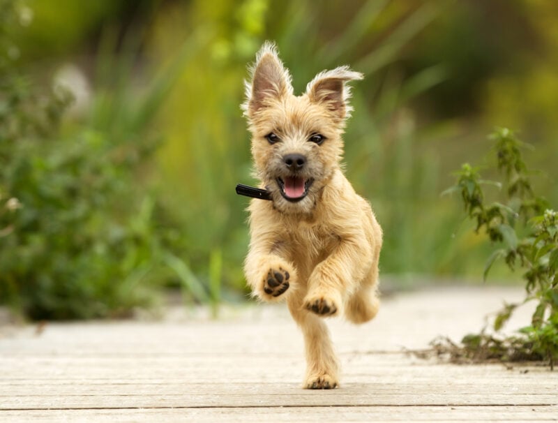 Joint vitamins for dogs