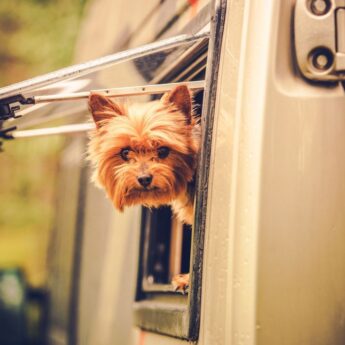 RV traveling with dog