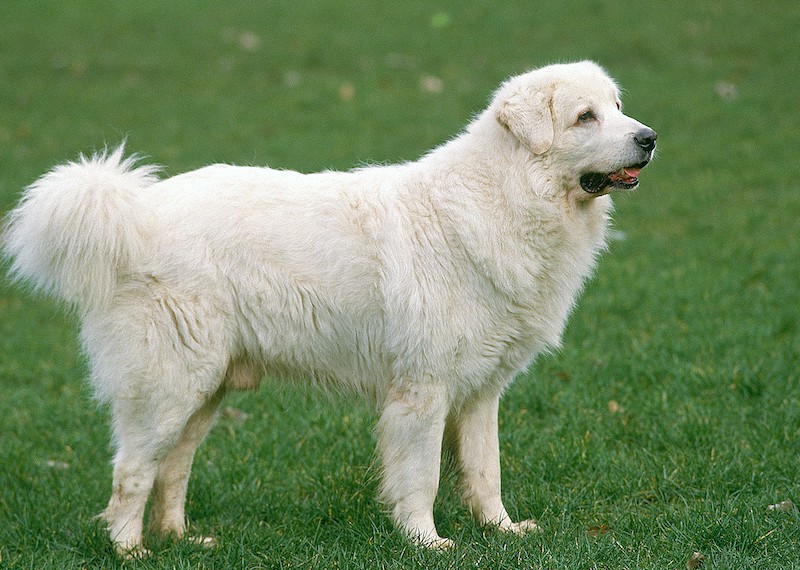 tatra sheepdog