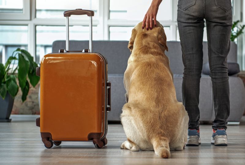legalities of dog travel