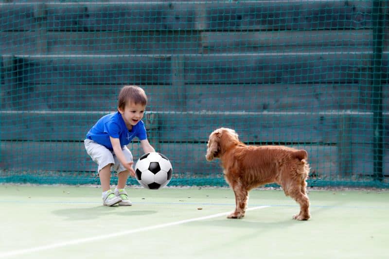 kid playing with a dog