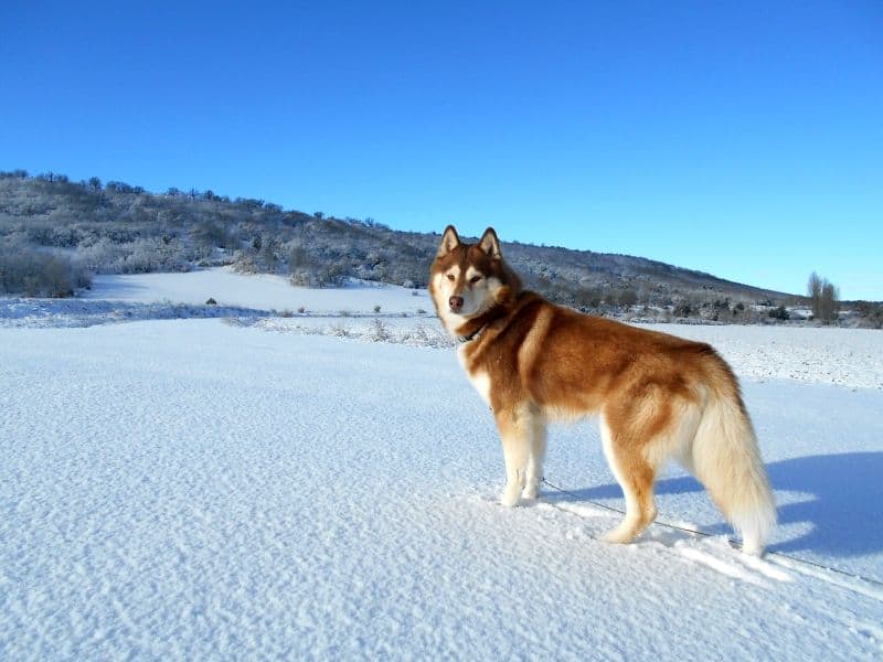 Siberian husky dog traits