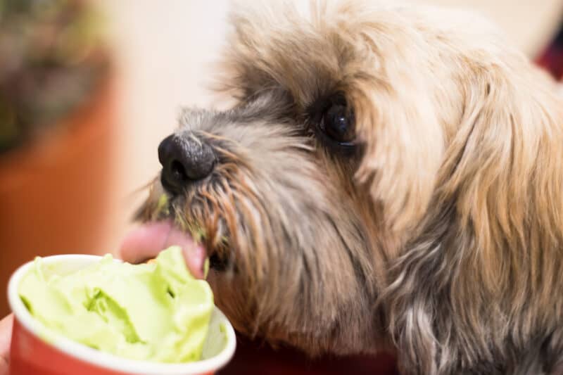 best summer treats for dogs
