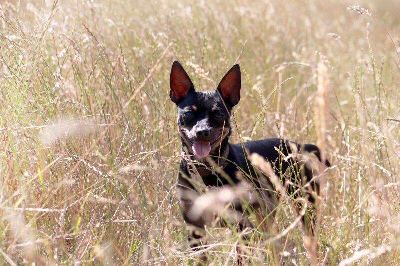 small dog in grassy field
