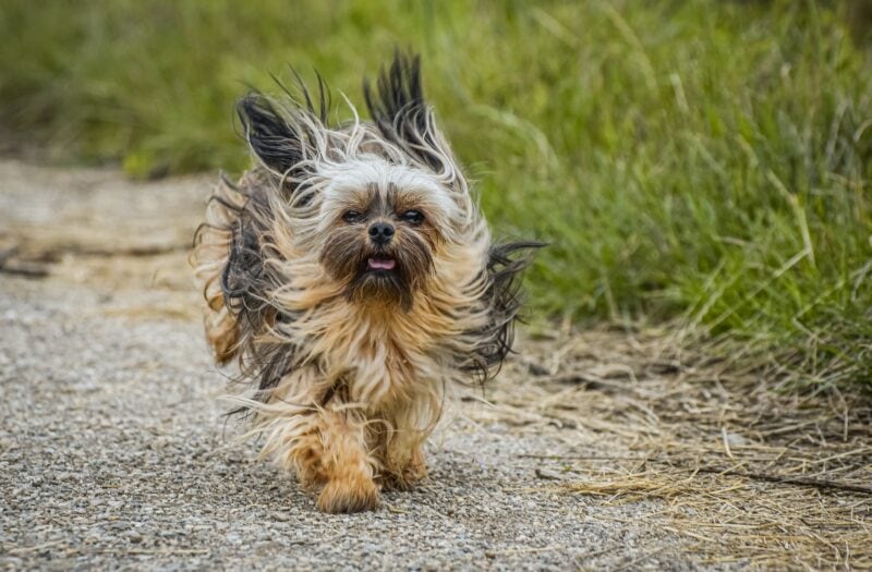 hairy dog running on road