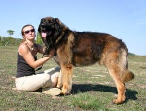 Best Dog Crates For Large Dogs [2025 Reviews]