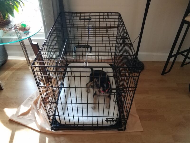When do you stop crating a dog cheap