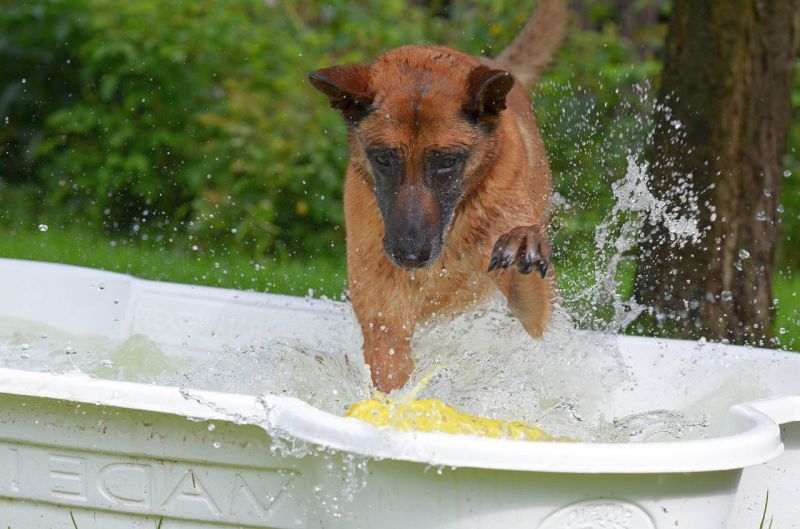 picking dog swimming pool