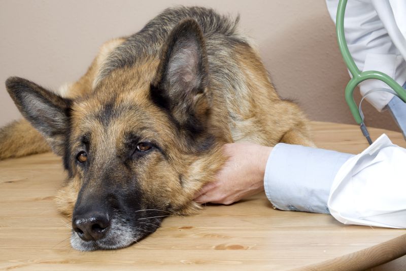 when should you euthanize dog