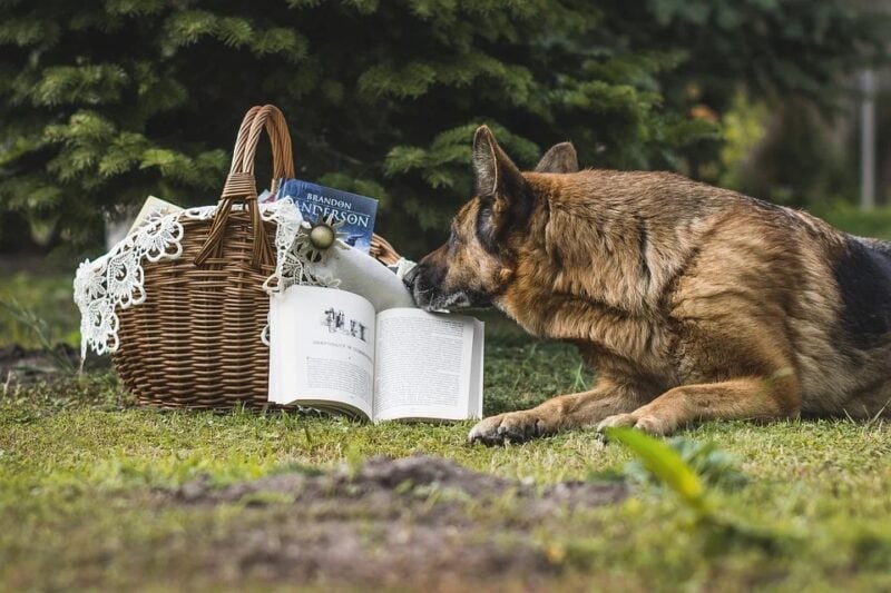German shepherd with book