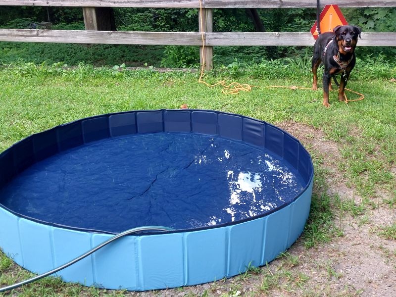 fill up dog swimming pool