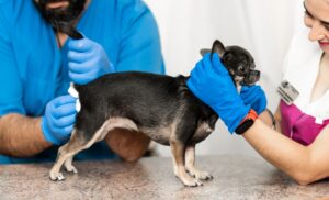 Dog Anal Glands: Swollen, Impacted & Infected Glands!