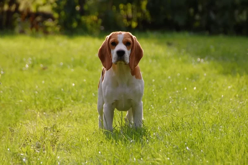 beagle in grassy field