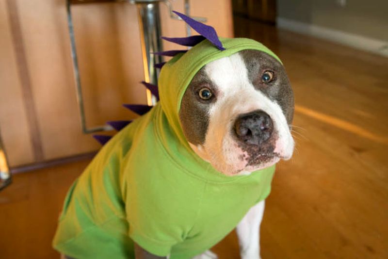 dinosaur dog costume