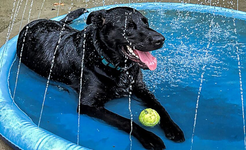 splash pad for dogs