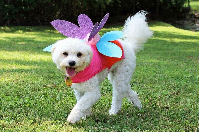 fairy dog costume