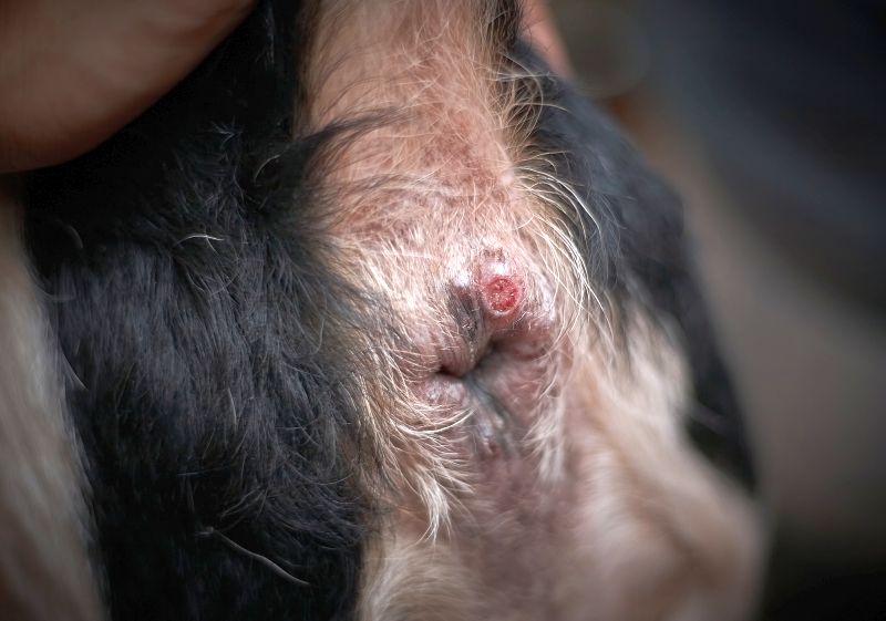 dog anal gland infection
