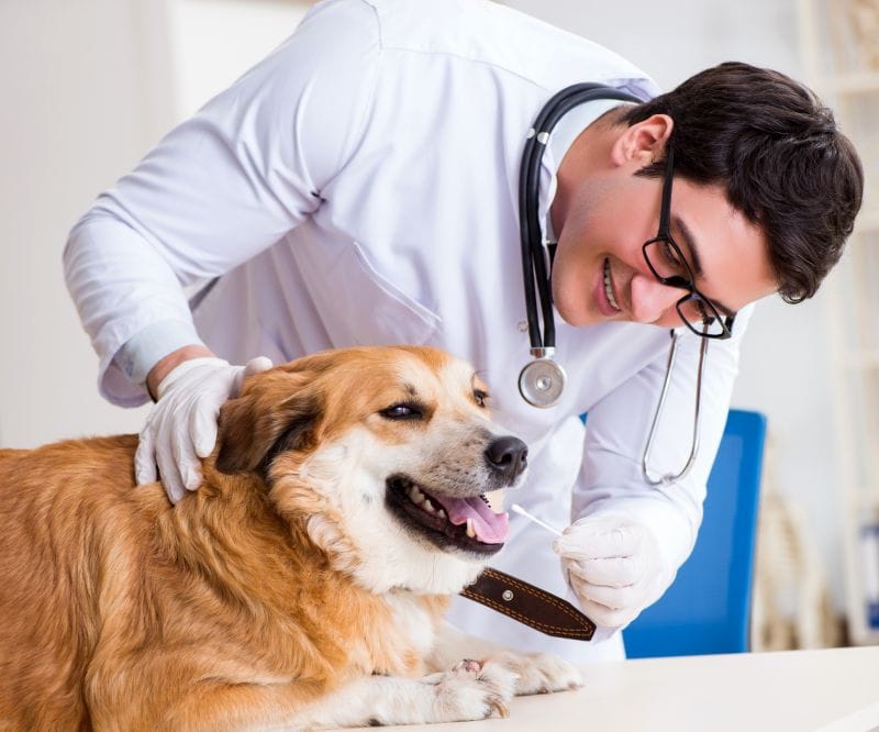 dog getting vet treatment