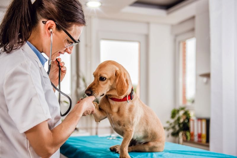 pet assure veterinarian