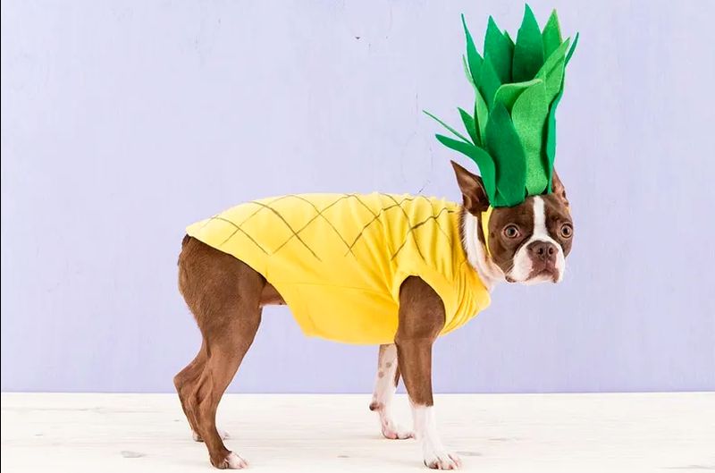 pineapple dog costume