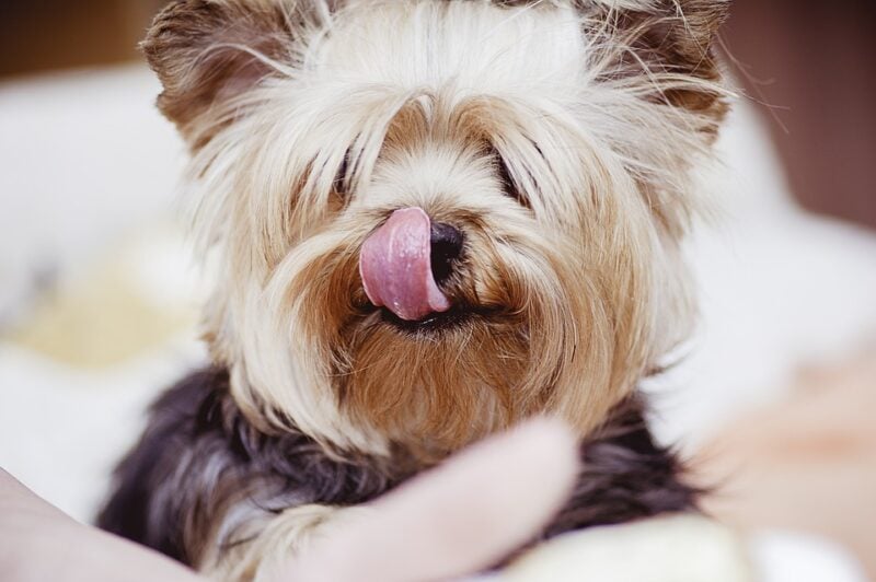 Yorkie dog tongue