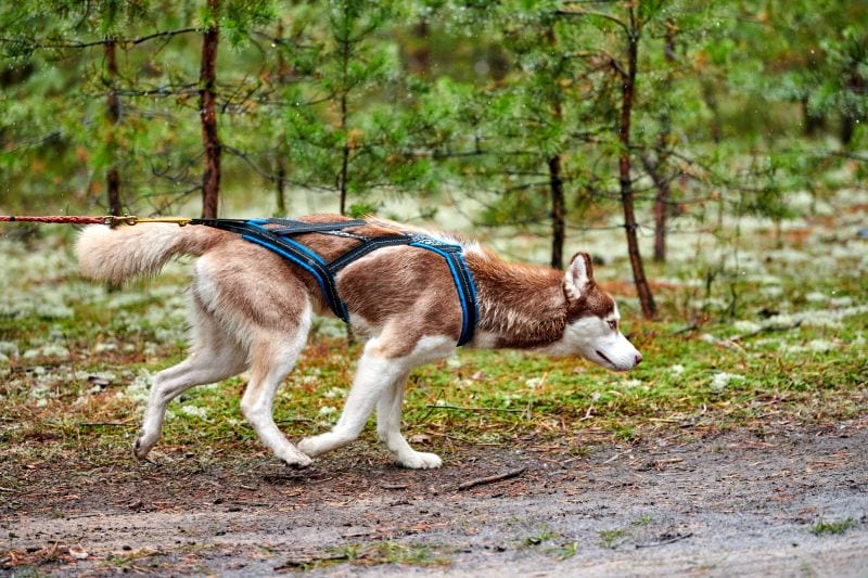 the best breeds for urban mushing