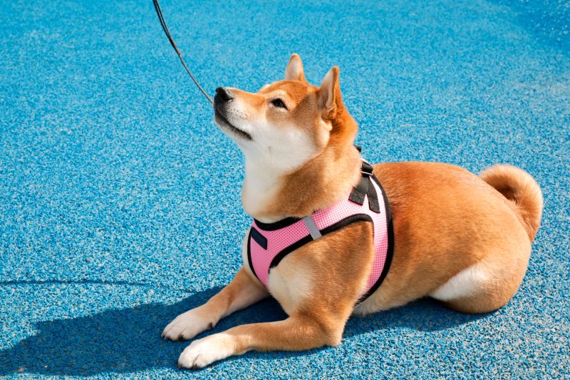 pros and cons of dog harnesses