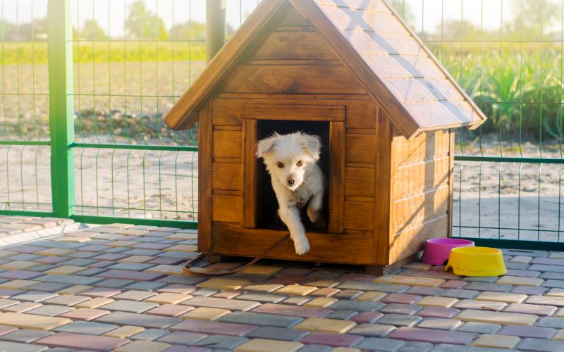 keep your dog safe in kennel